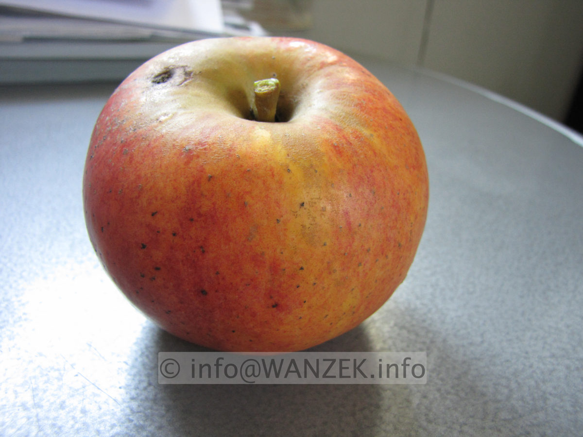 Apfel Alkmene 07.JPG